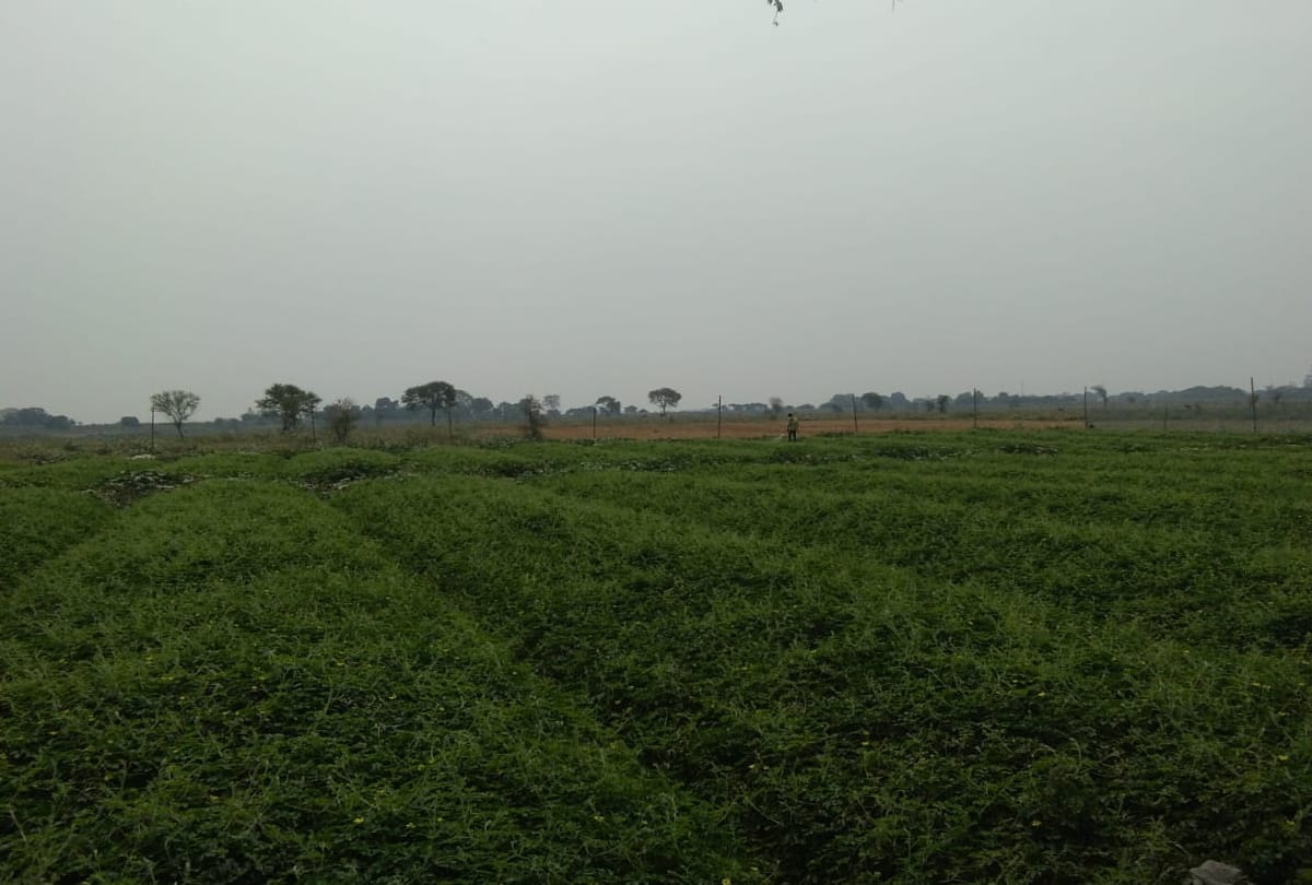 Hard work has grown vegetables on sand at Gorakhpur