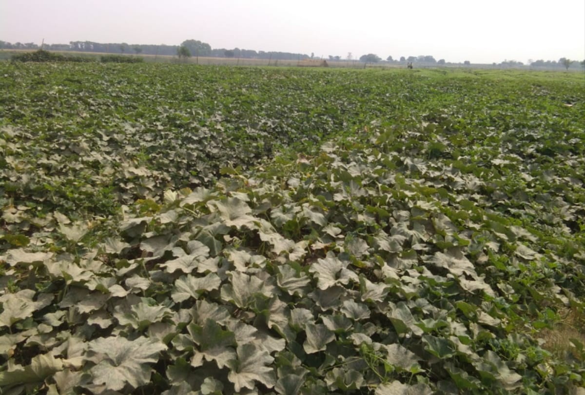 Hard work has grown vegetables on sand at Gorakhpur