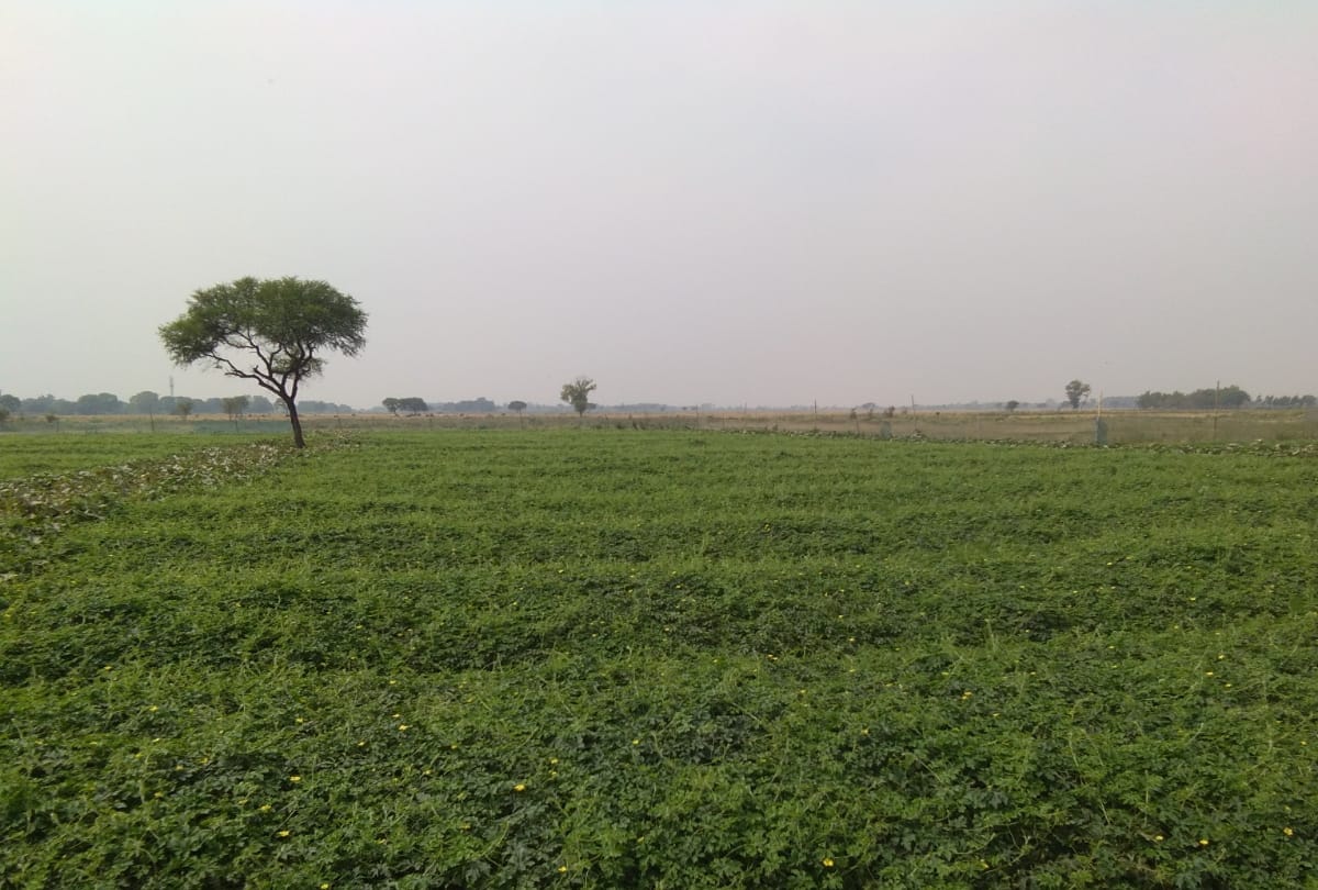Hard work has grown vegetables on sand at Gorakhpur