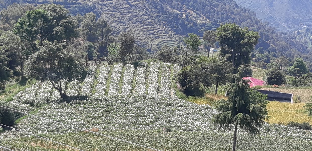agriculture