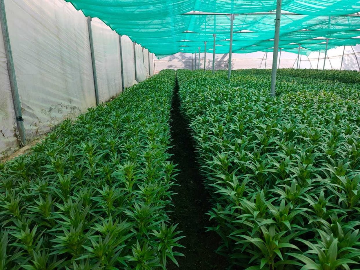 Flowaricalture in Champawat