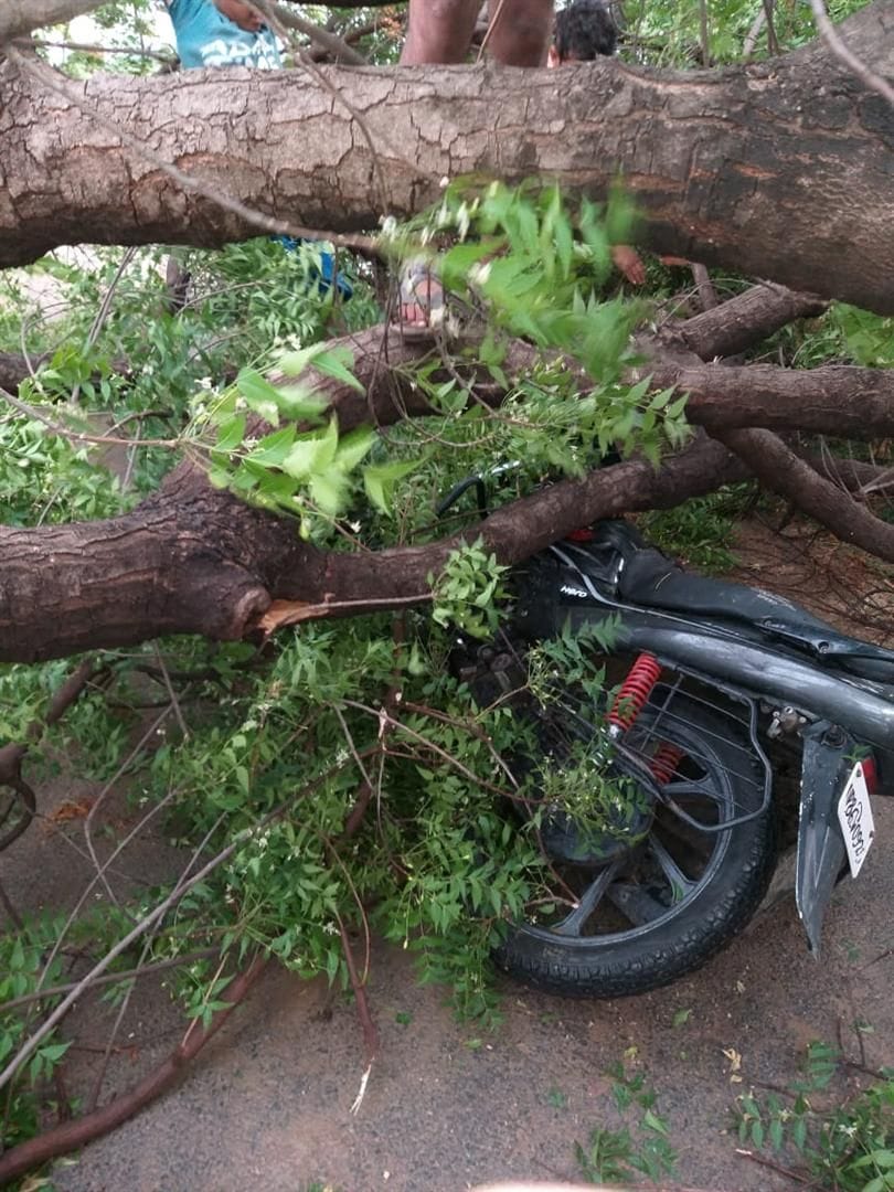 Hathras: Neem tree fell from the storm, injured bike riders