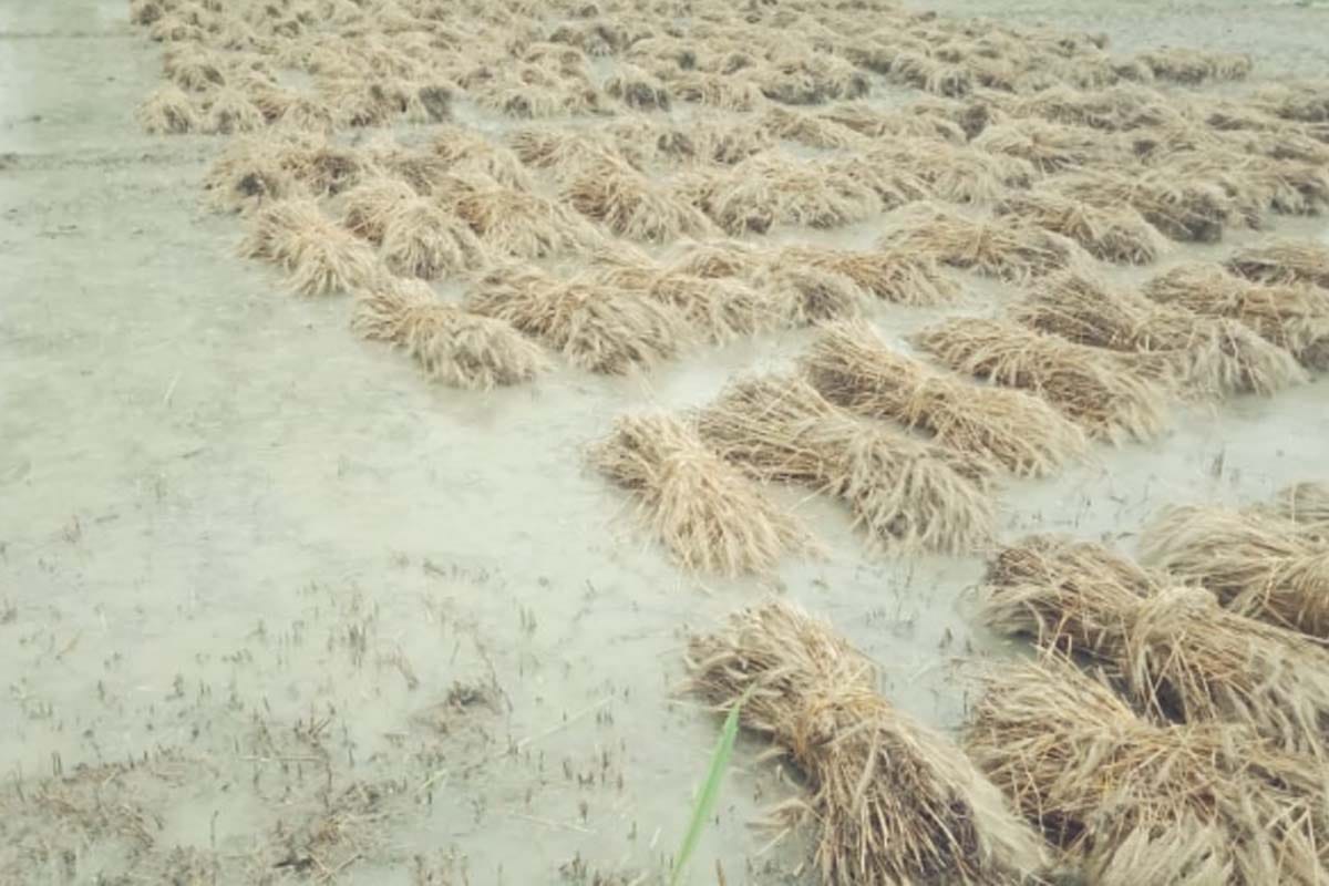 weather update news: Earthquake in Baghpat, heavy rain in many District in Western UP