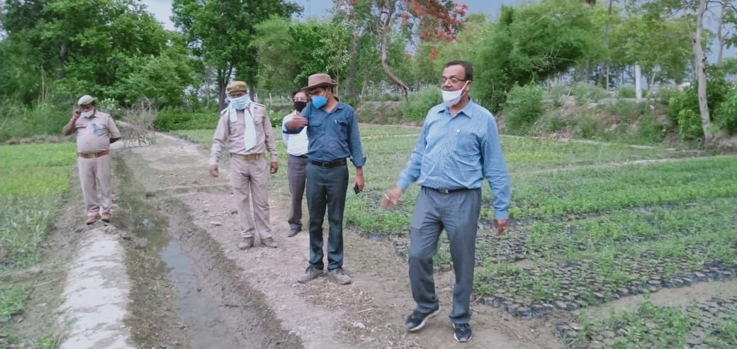 Five lakh saplings being prepared in Kanchausi nursery
