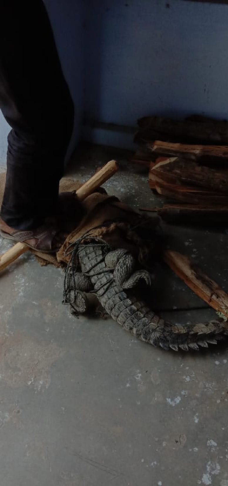 Forest personnel caught crocodile arriving in the village