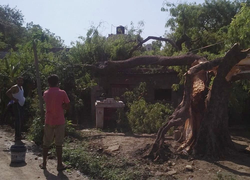 due to thunderstorms, trees fallen