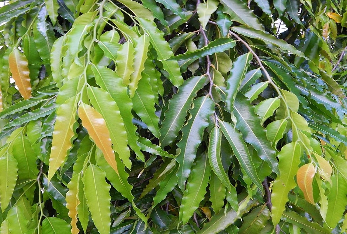 Vastu Tips for trees plant these trees at home for wealth