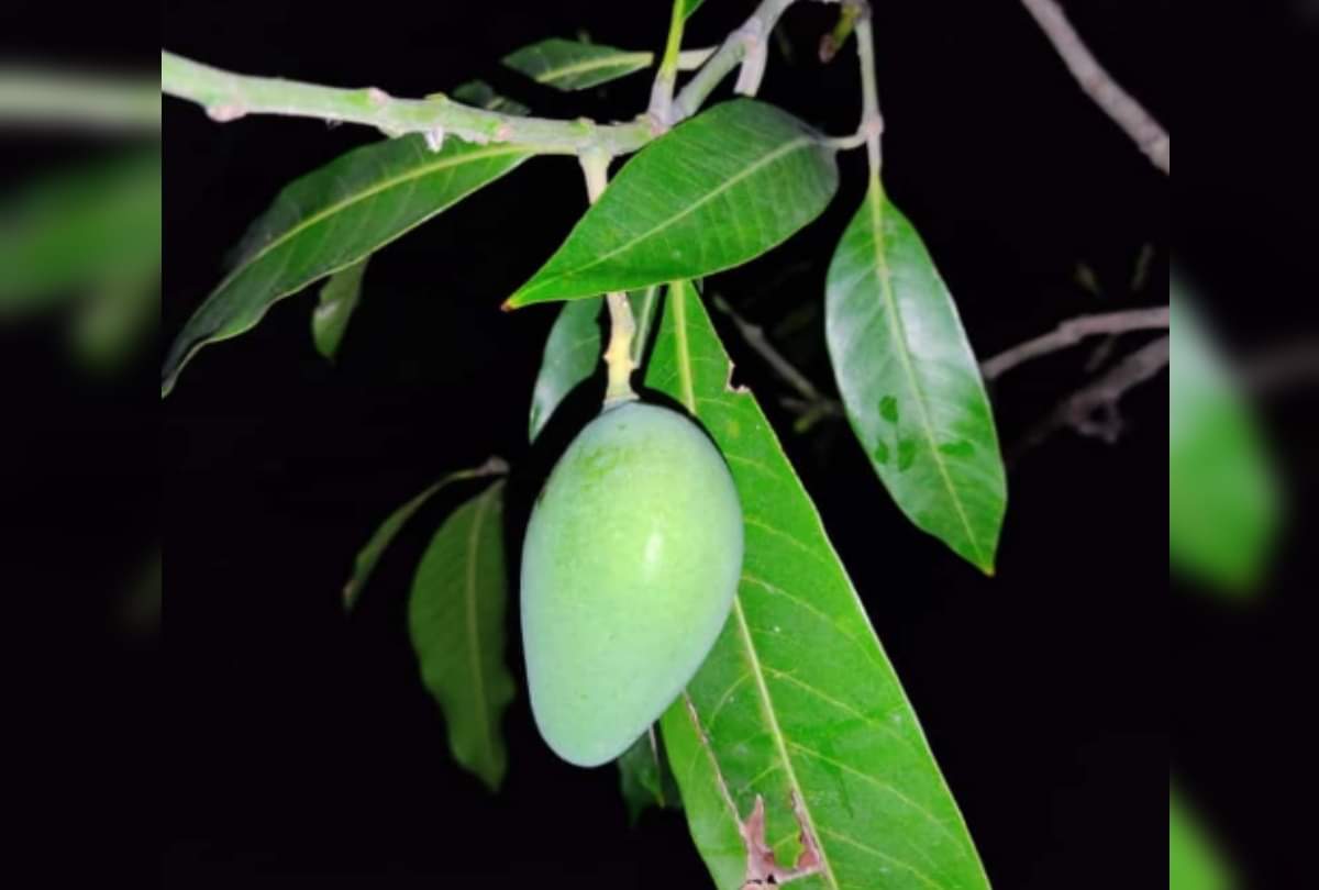 uttarakhand news : Now you case eat mango even in winter