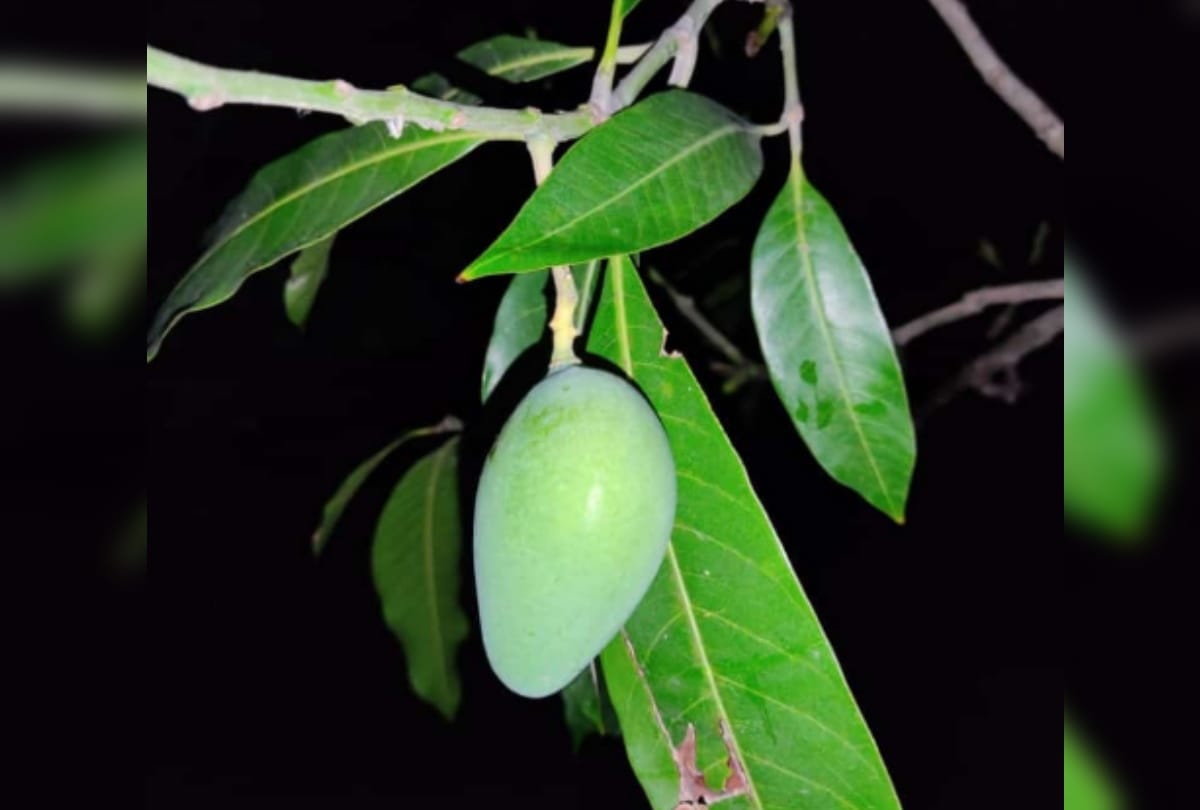 Internationally famous Rataul Mango the demand decreases this season due to Corona pandemic
