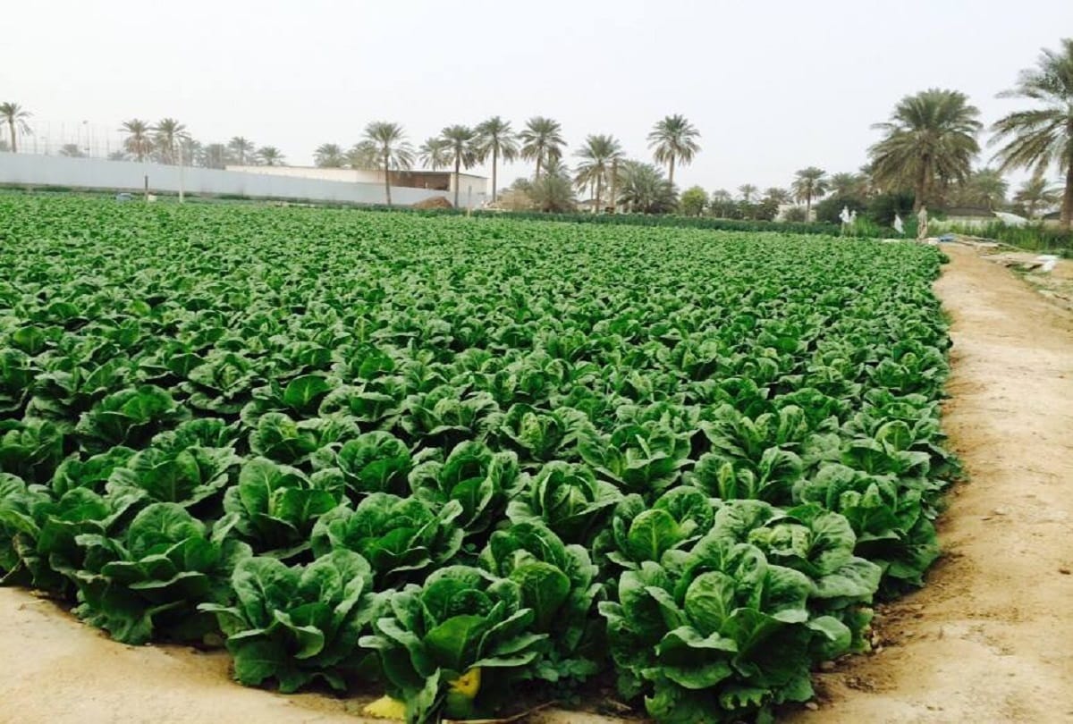 how Saudi Arabia gets its water supply