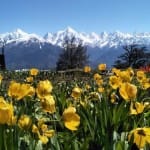 ट्यूलिप गार्डन की खूबसूरत तस्वीरें