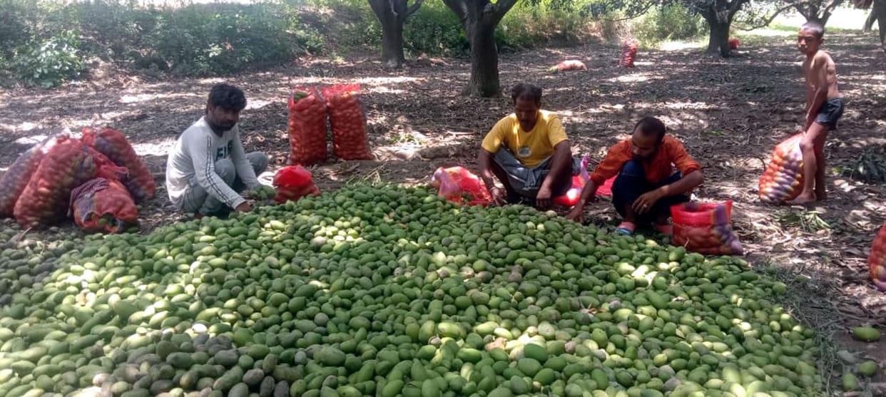 mango