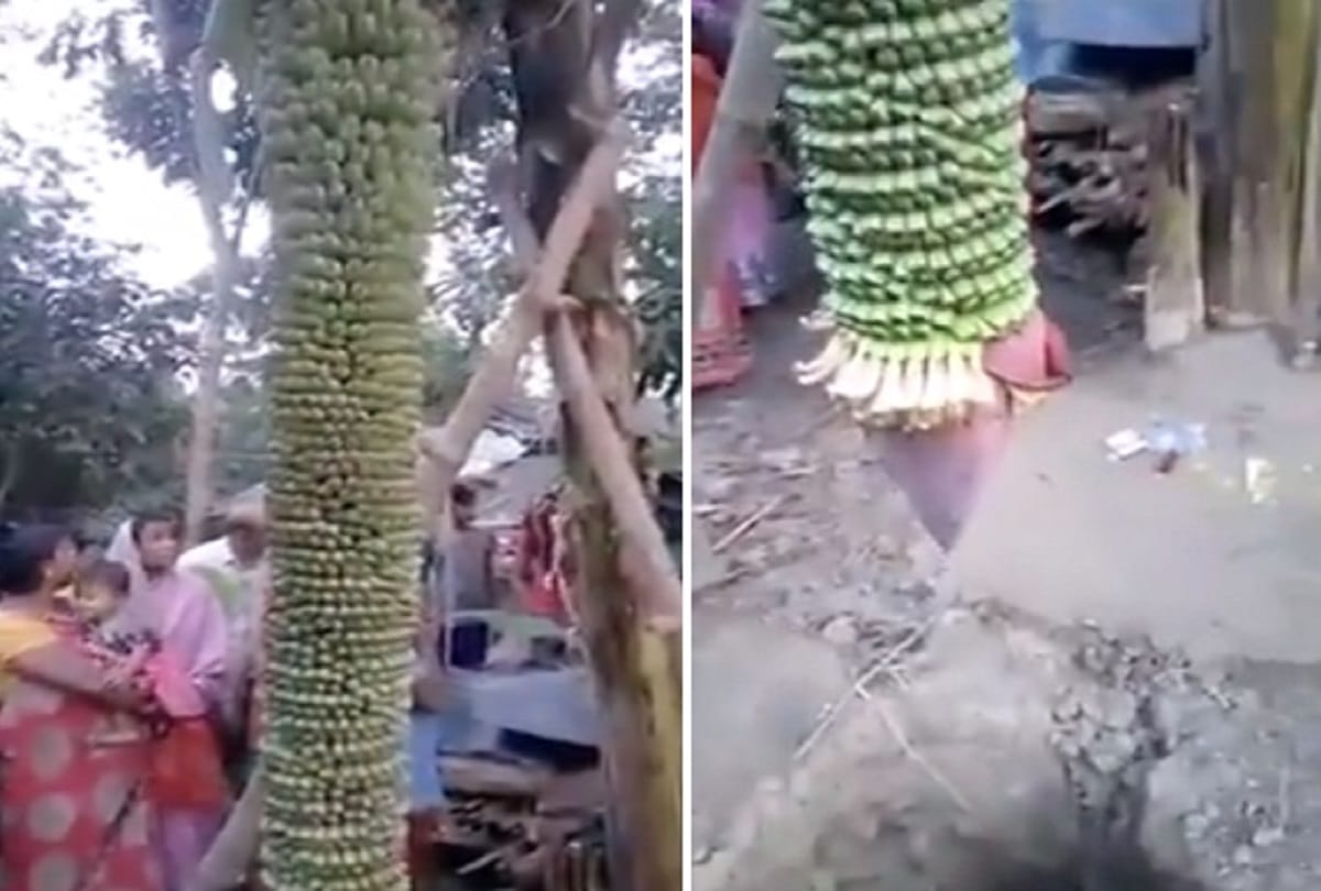 Viral Video banana plant produced maximum number of banana for one time