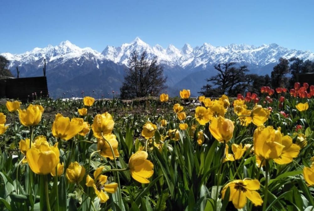 Uttarakhand CM trivendra singh rawat Share Munsiyari Tulip Garden, omar abdullah Told Not beautiful As kashmir