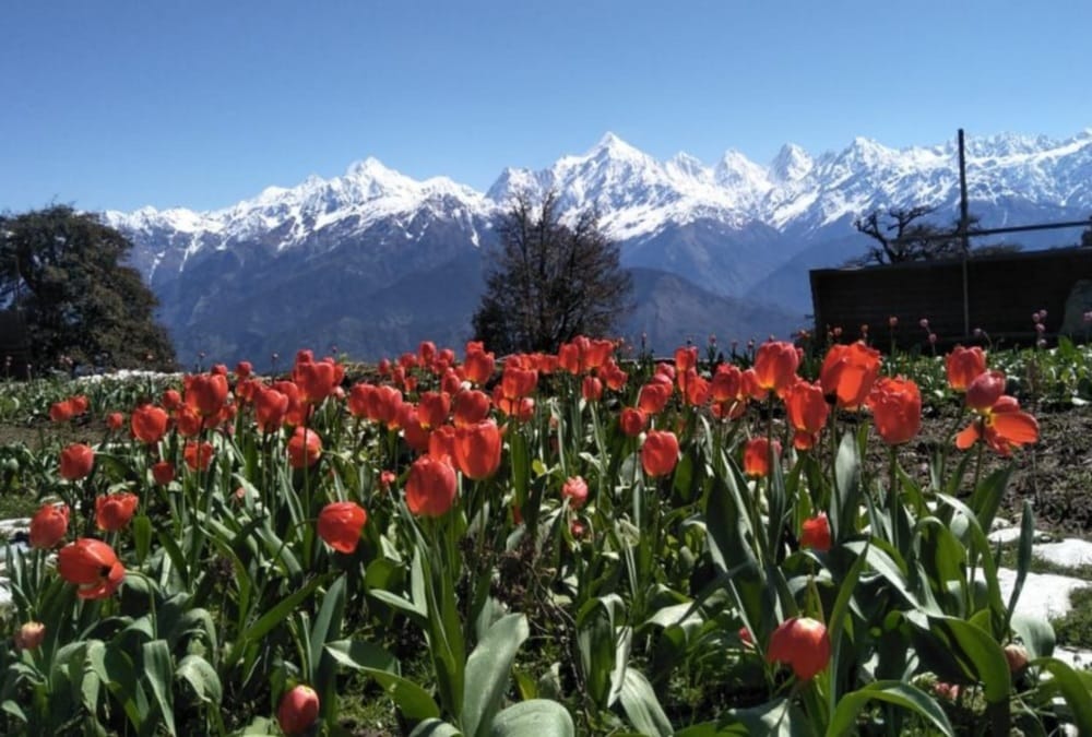 Uttarakhand CM trivendra singh rawat Share Munsiyari Tulip Garden, omar abdullah Told Not beautiful As kashmir