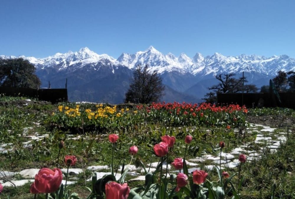 Uttarakhand CM trivendra singh rawat Share Munsiyari Tulip Garden, omar abdullah Told Not beautiful As kashmir