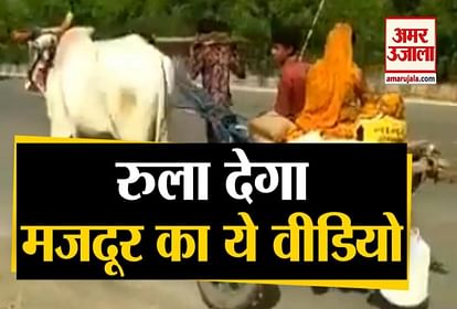 indore ox cart viral video on social media