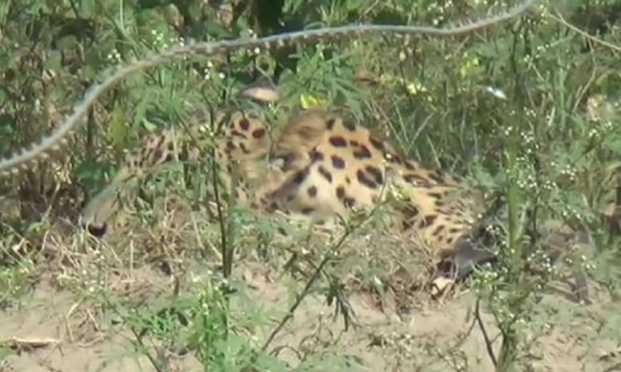 Leopard reached village, stirred