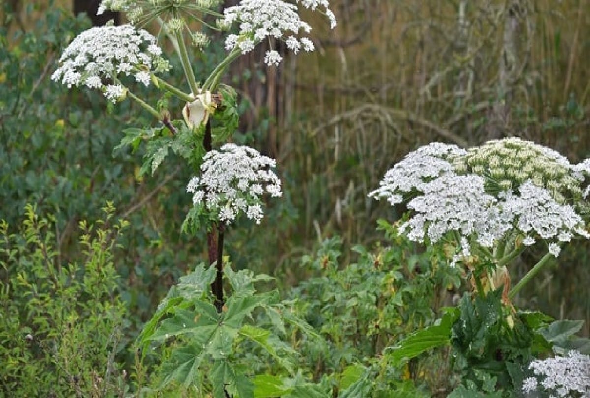 British people are now scared of the hogweed plant apart from the coronavirus