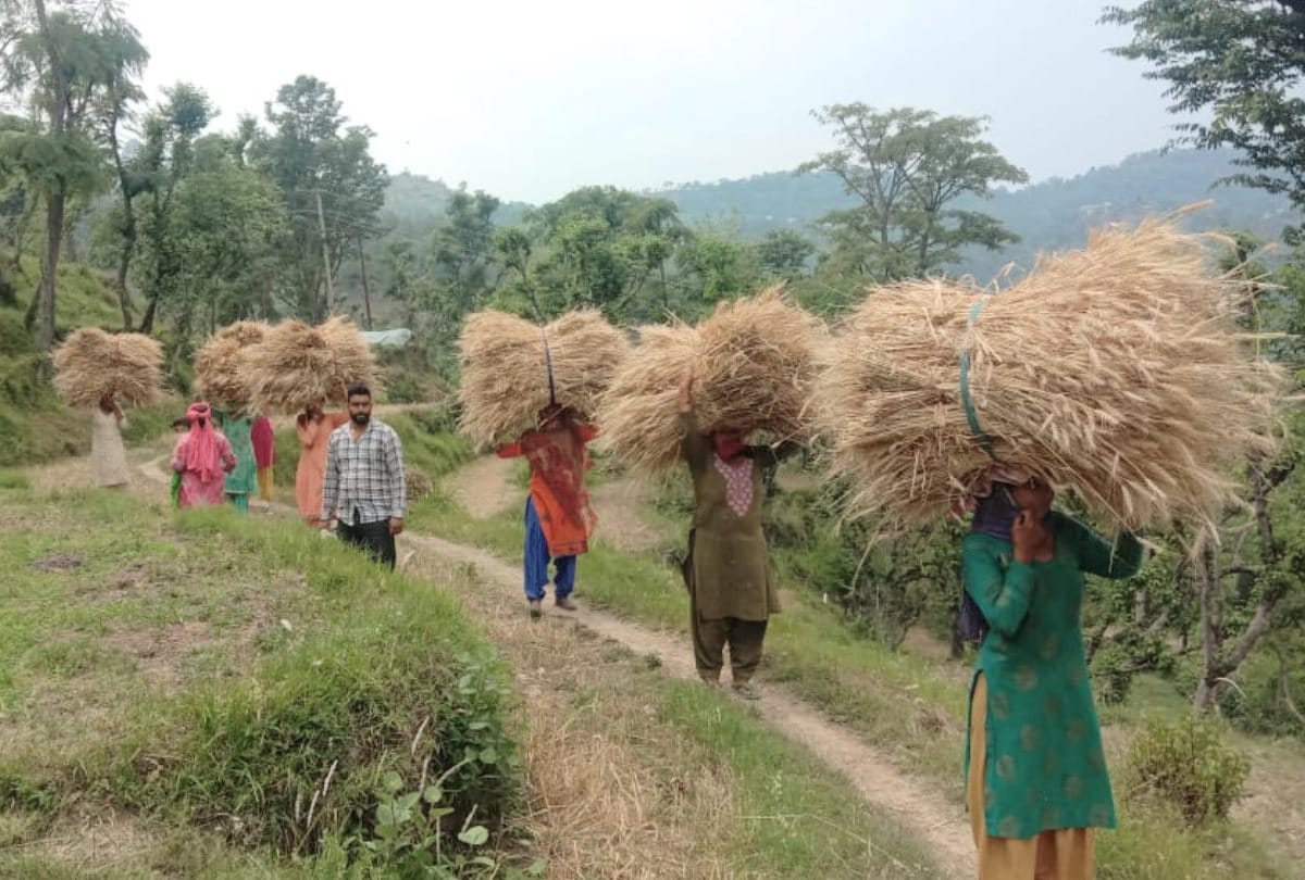 villagers helped corona positive family cut wheat crop in Mandi himachal Pradesh