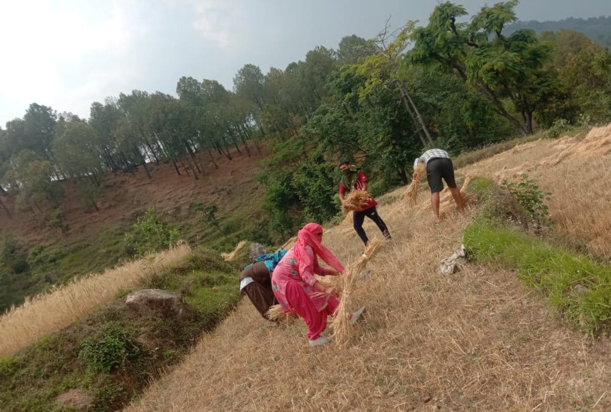 villagers helped corona positive family cut wheat crop in Mandi himachal Pradesh