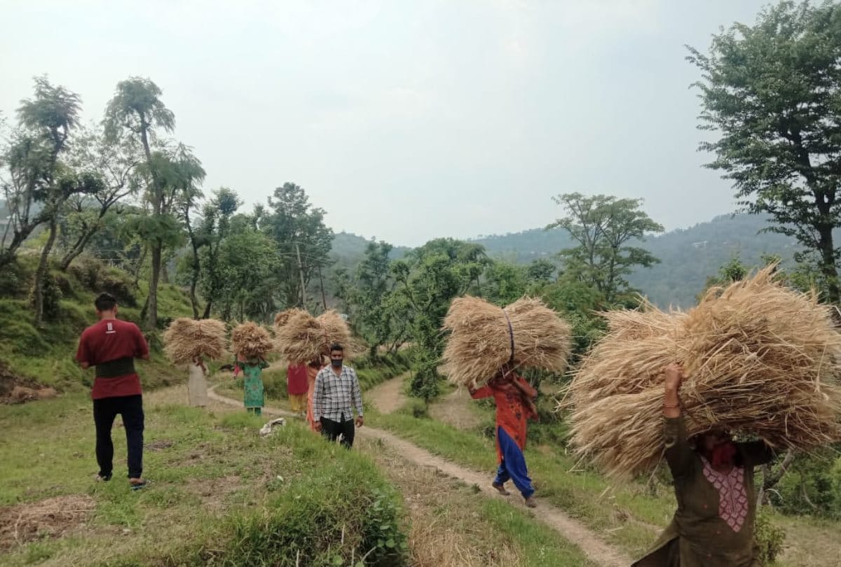 villagers helped corona positive family cut wheat crop in Mandi himachal Pradesh