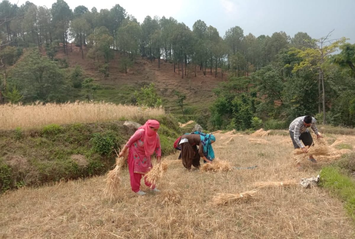 villagers helped corona positive family cut wheat crop in Mandi himachal Pradesh