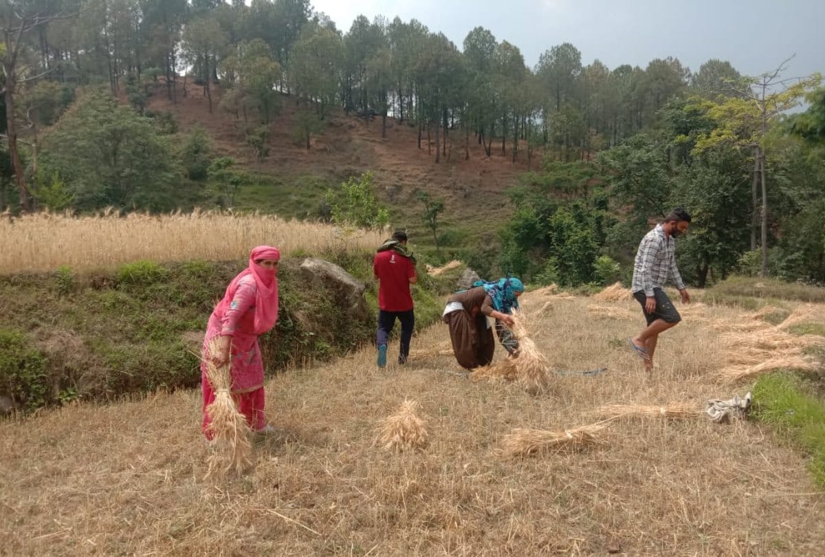 villagers helped corona positive family cut wheat crop in Mandi himachal Pradesh