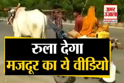indore ox cart viral video on social media