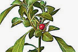Plants of Forest Research Center will increase immunity