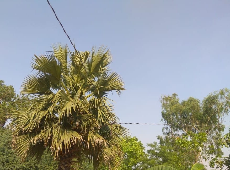 The wire tied to the palm tree instead of the pole