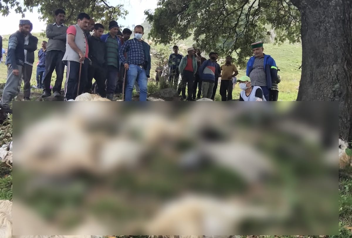 Shimla: 85 sheeps and goats died due to lightning in Chhajpur forest