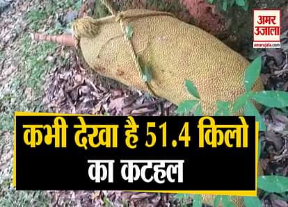 KERALA FAMILY FINDS MASSIVE 50-KG JACKFRUIT IN BACKYARD, APPLIES FOR GUINNESS RECORD