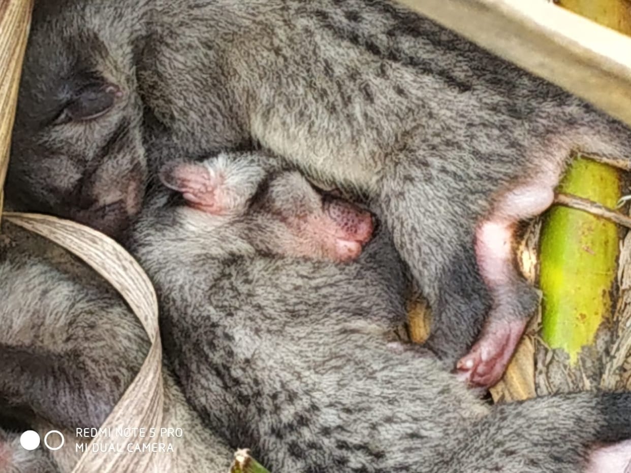 Forest Department rescues many wildlife by carrying out campaign