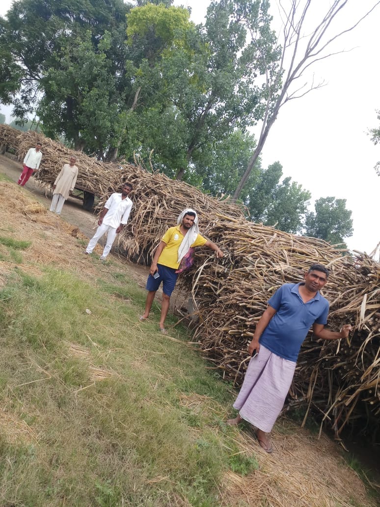 Due to no weighing on the fork, the cut cane started drying up