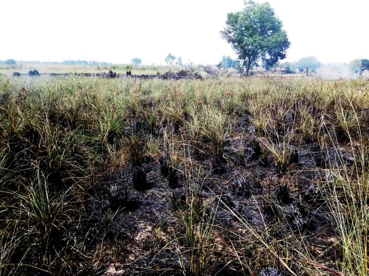 Lemon grass crop burn in Pathankot