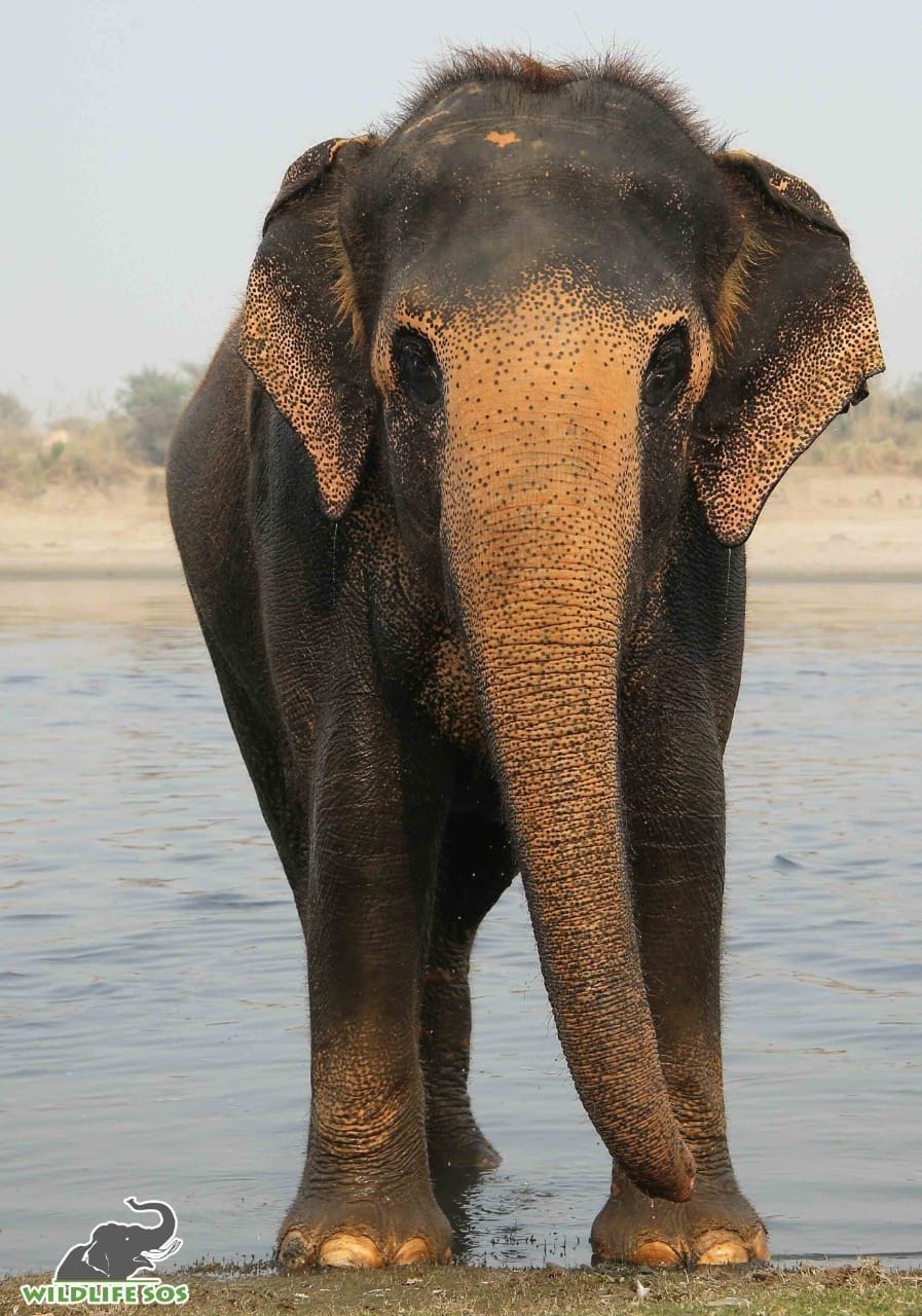 elephants, life, phoolkali, mathura