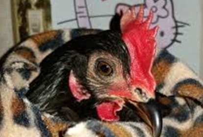 A case was filed against the hen farmer for pulling the hen from the national flag, the video went viral