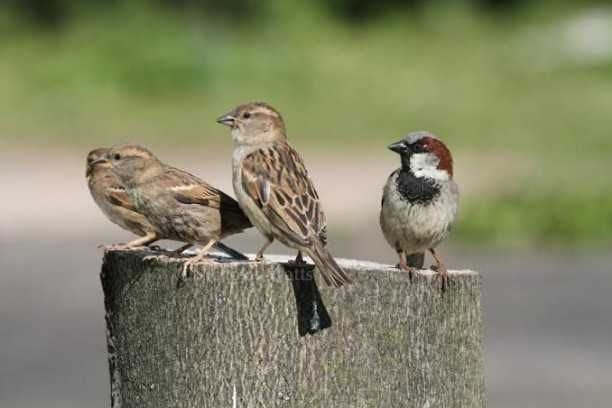 Environment has become favorable for Sparrow