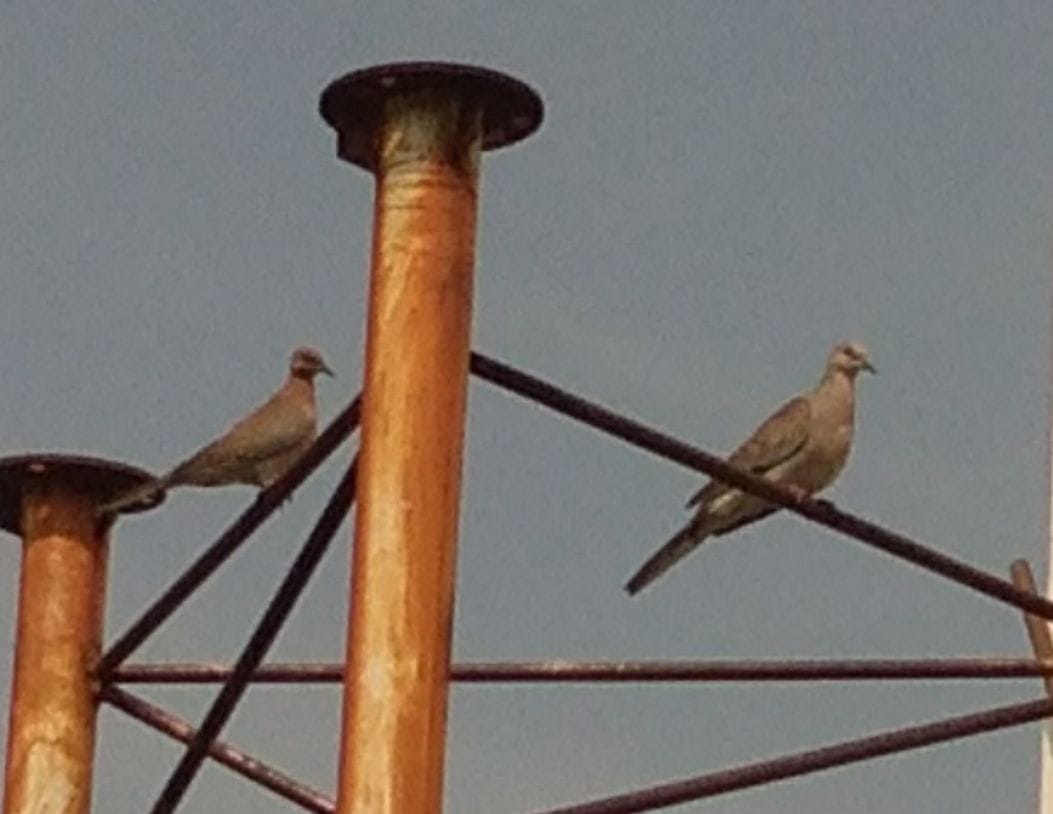 Birds of different species have started appearing in the sky