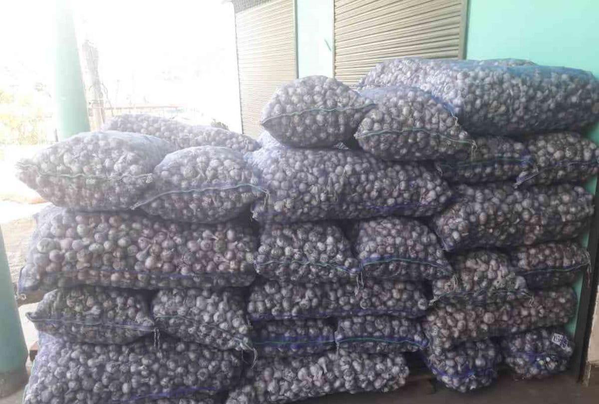 Apple made the horticulturists of Himachal cry, garlic sparkled, turnover of 24 crores