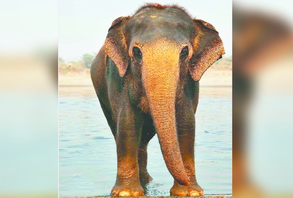 Phool Kali eight years completed of new life at Elephant Conservation Center Mathura
