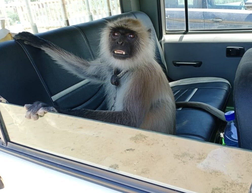 A jackal and baboon found in city, two arrested.