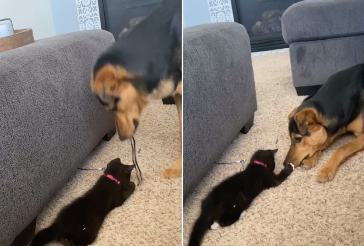 Cute kitten and a doggy play with string together Video viral