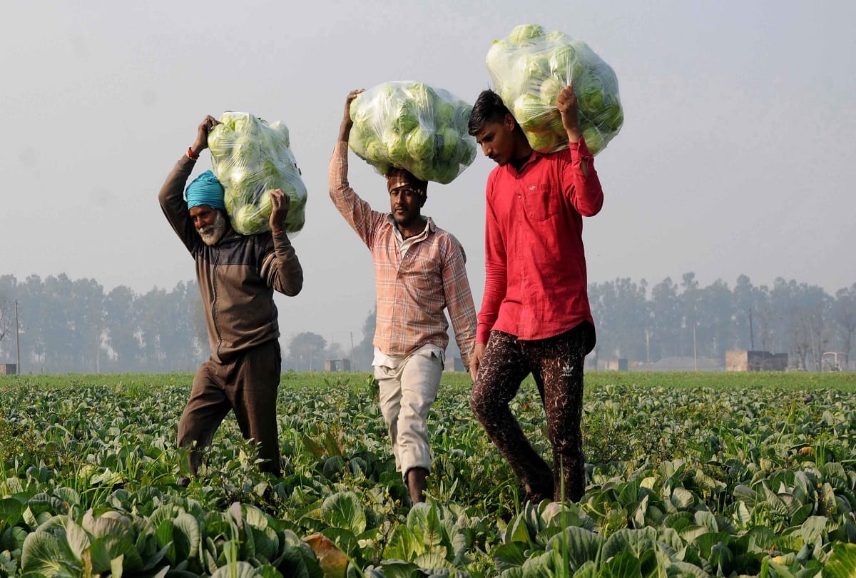 farmers protest continues know how much paddy Indian Government has procured so far on Minimum Support Price MSP