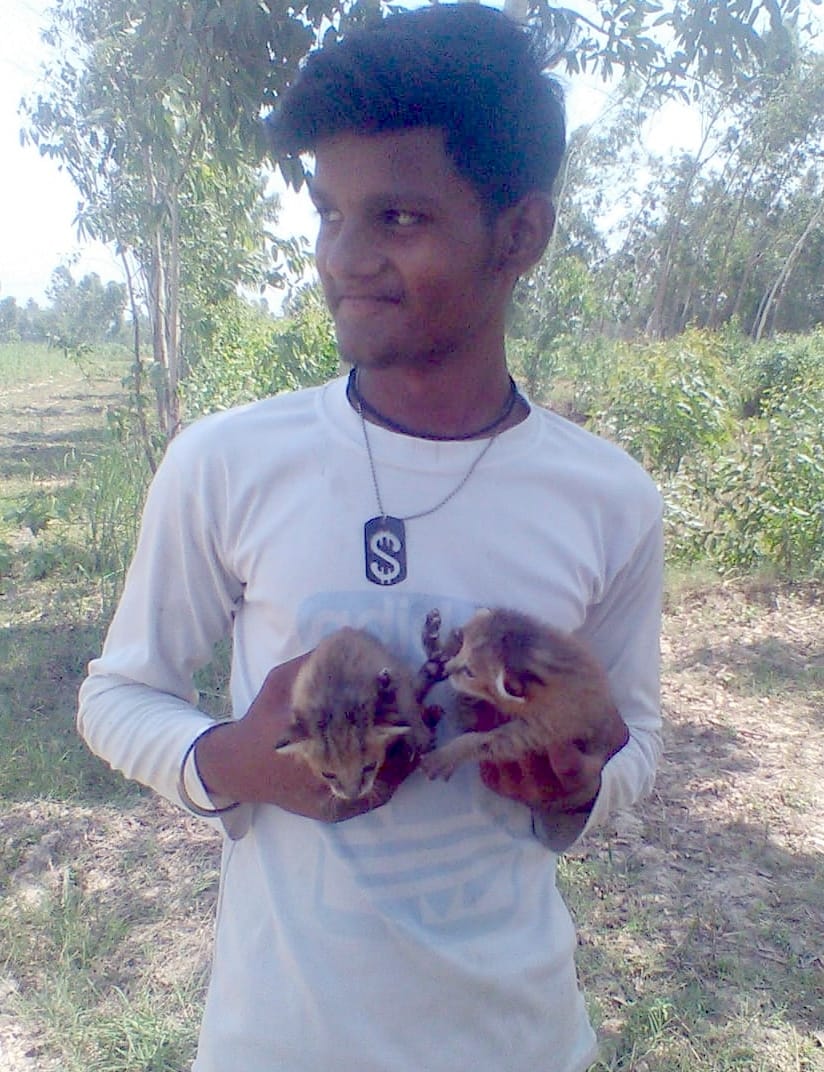 Two gullar cubs found in the field