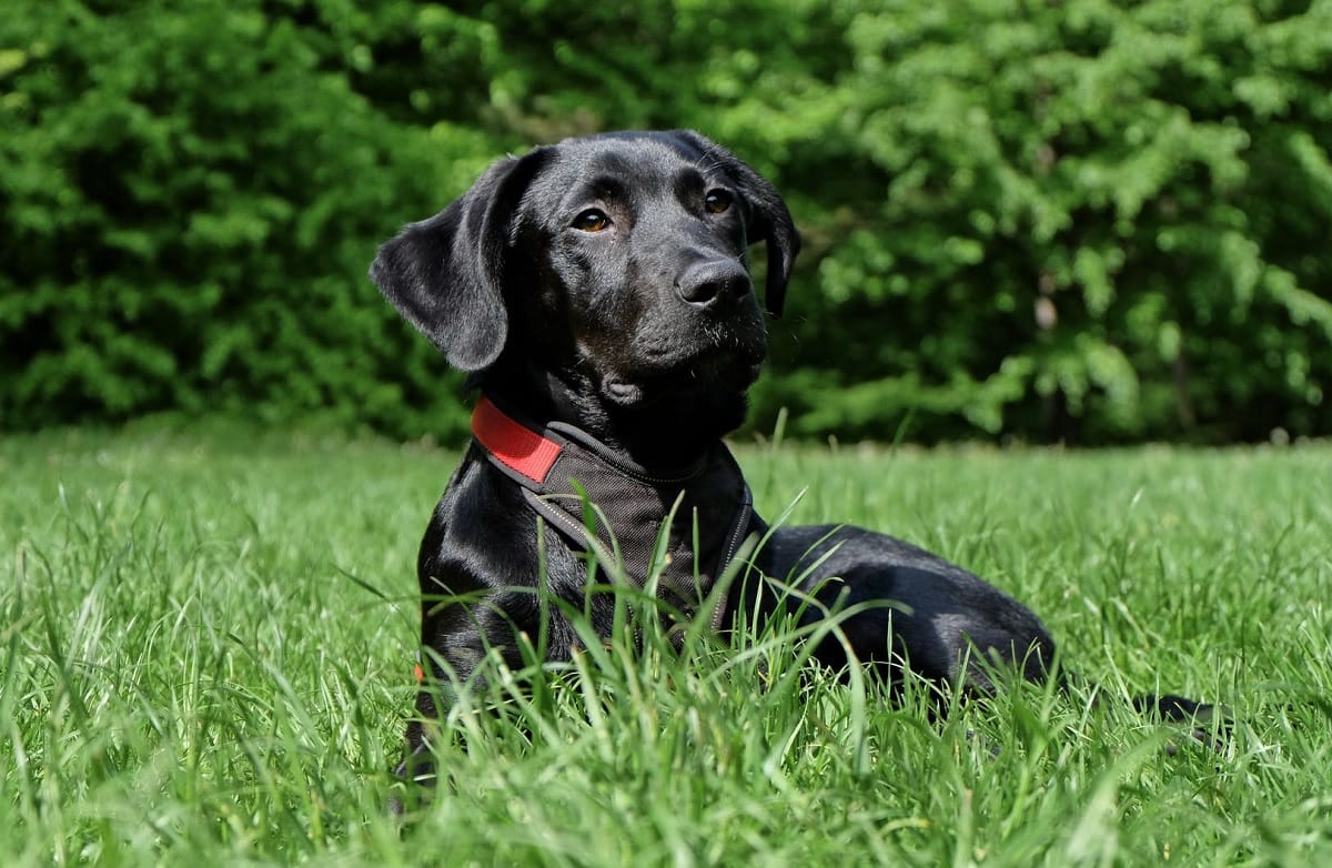 dog was roaming around with a mans hand in its mouth! When searched, skeletons were found buried in 53 sacks