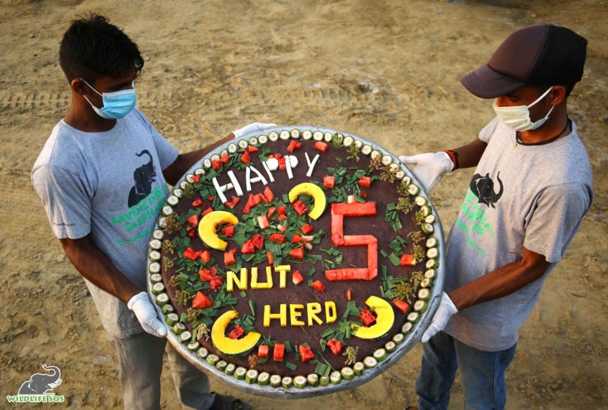 Elephants Celebrated Five Years of Freedom Rescued From Circus