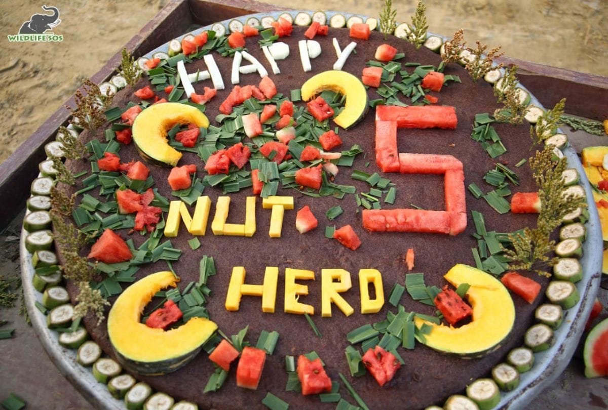 Elephants Celebrated Five Years of Freedom Rescued From Circus