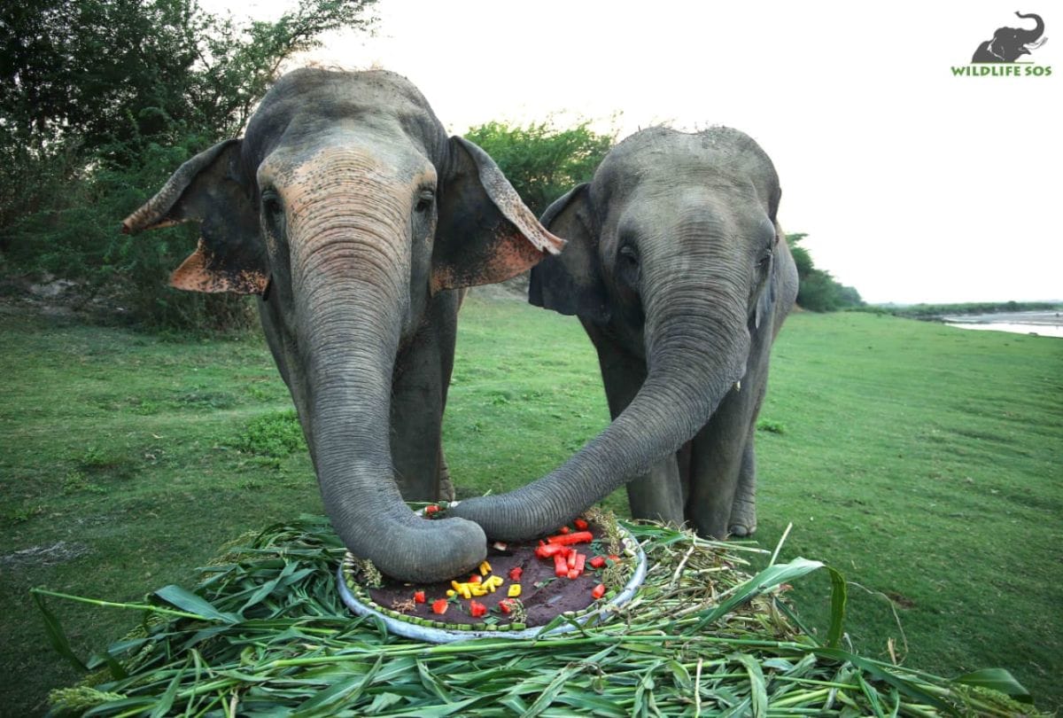 Story Of Rescued Elephant In Churmura